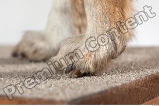 Wolf leg photo reference 0001